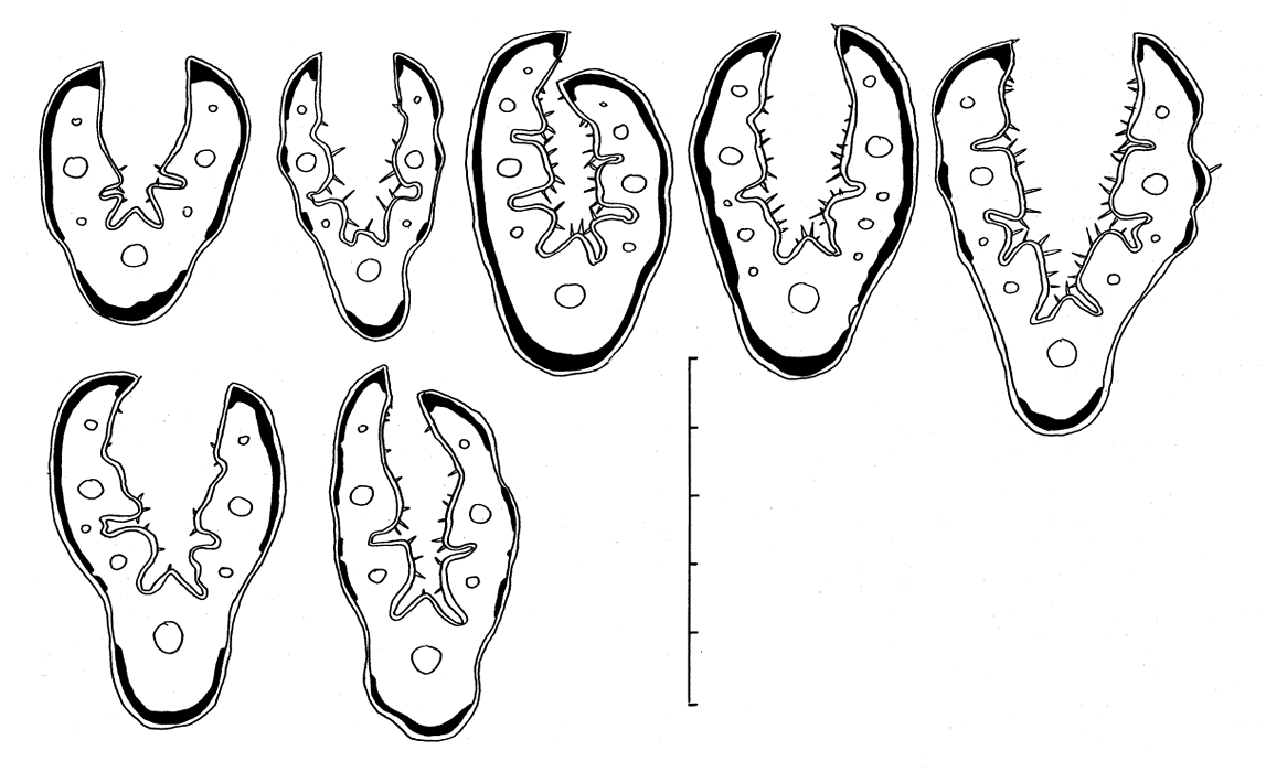 7 pav. F. trachyphylla skersiniai lapų pjūviai (1 × 50) (I. Bednarskos iliustracija)