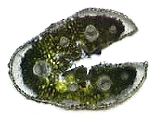 5 pav. „F. wolgensis“ skersinis lapo pjūvis (1 × 100) (autoriaus nuotr.) / Fig. 5. Cross-section of F. wolgensis leaves