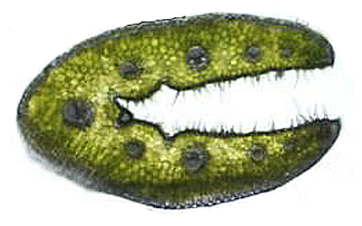 3 pav. „F. psammophila“ skersinis lapo pjūvis (1 × 100) (autoriaus nuotr.)