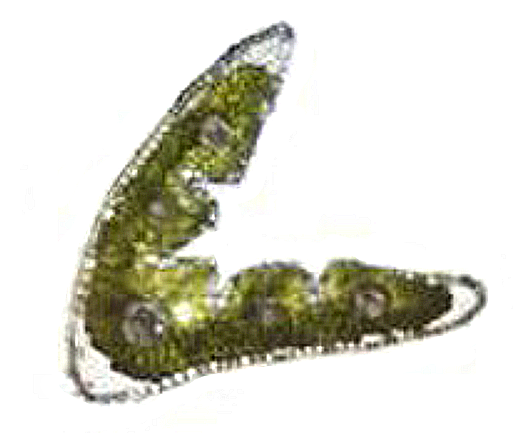 2 pav. „F. pseudovina“ skersinis lapo pjūvis (1 × 100) (autoriaus nuotr.) / Fig. 2. Cross-section of F. pseudovina leaves