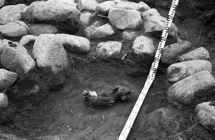 2 pav. Kvecių pilkapio nr. 1 žirgo kapas. A. Merkevičiaus nuotr. (LIIBR, f. 1, neg. nr. 14653) / Fig. 2. Horse burial in Kveciai barrow No. 1. Photograph by A. Merkevičius (LIIBR, f. 1, neg. No. 14653)