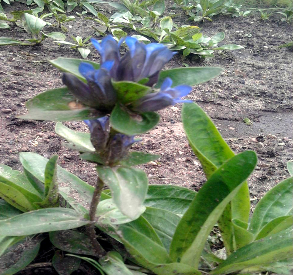 5 pav. Žydintis melsvasis gencijonas (G. Kukauskienės nuotrauka) / Fig. 5. Gentiana cruciate bloom (photo by G. Kukauskienė)