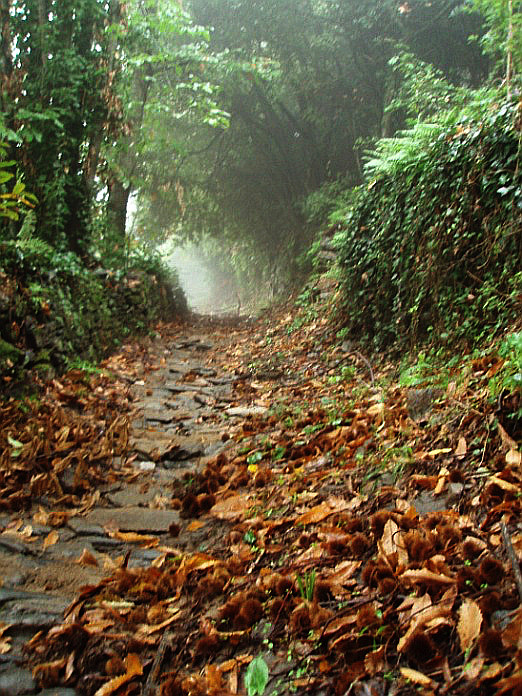 Kelias į šv. Kutlumušo vienuolyną (gr. Μονή Κουτλουμουσίου)[I]. [/I]2007 m. lapkritis, Šv. Atono kalnas. Arūno Bingelio nuotrauka